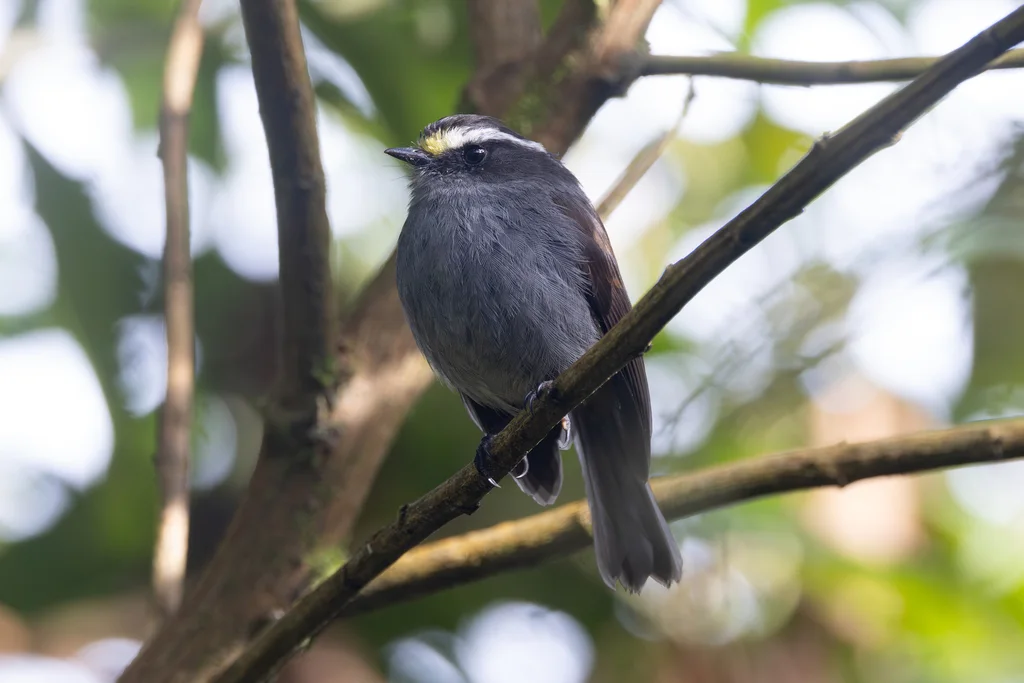 冠唧霸鹟(Silvicultrix frontalis)