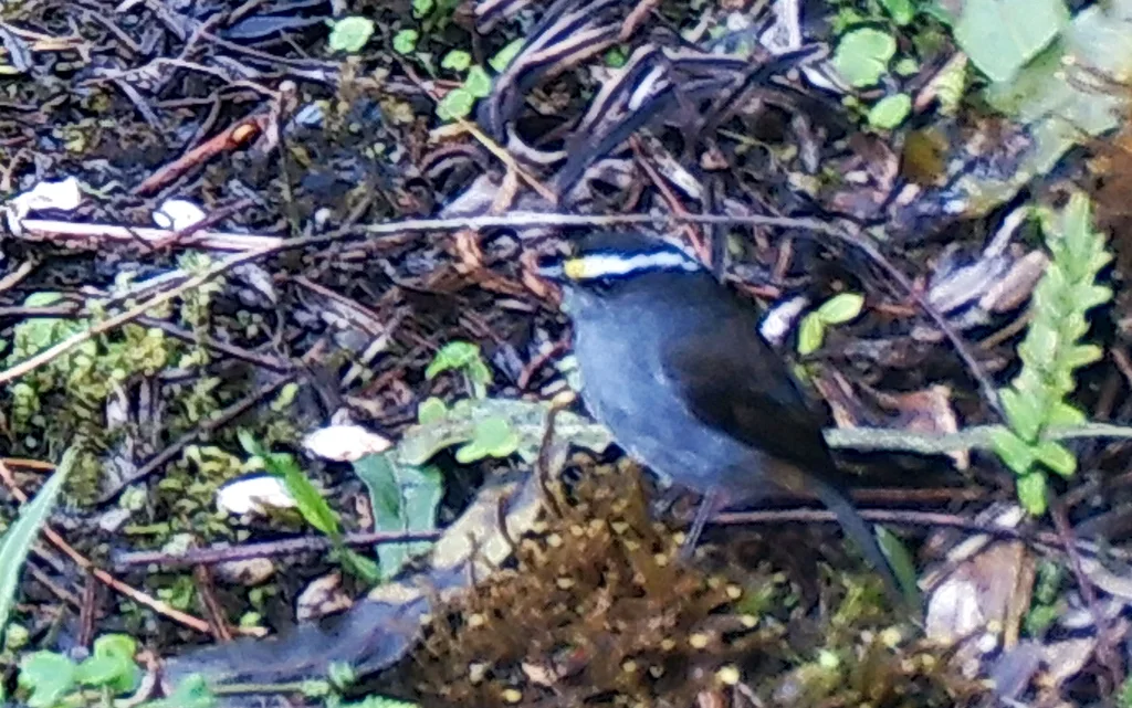 冠唧霸鹟(Silvicultrix frontalis)