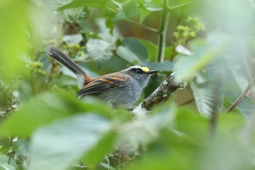 杰氏唧霸鹟(Silvicultrix jelskii)