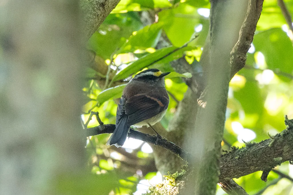 杰氏唧霸鹟(Silvicultrix jelskii)