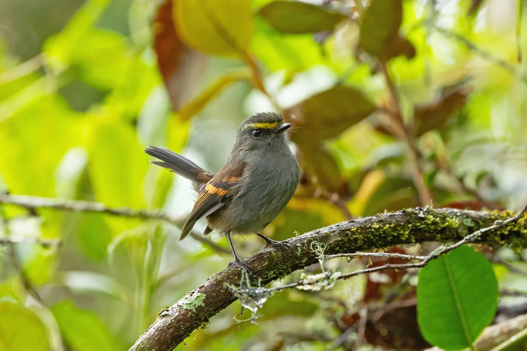金眉唧霸鹟(Silvicultrix pulchella)