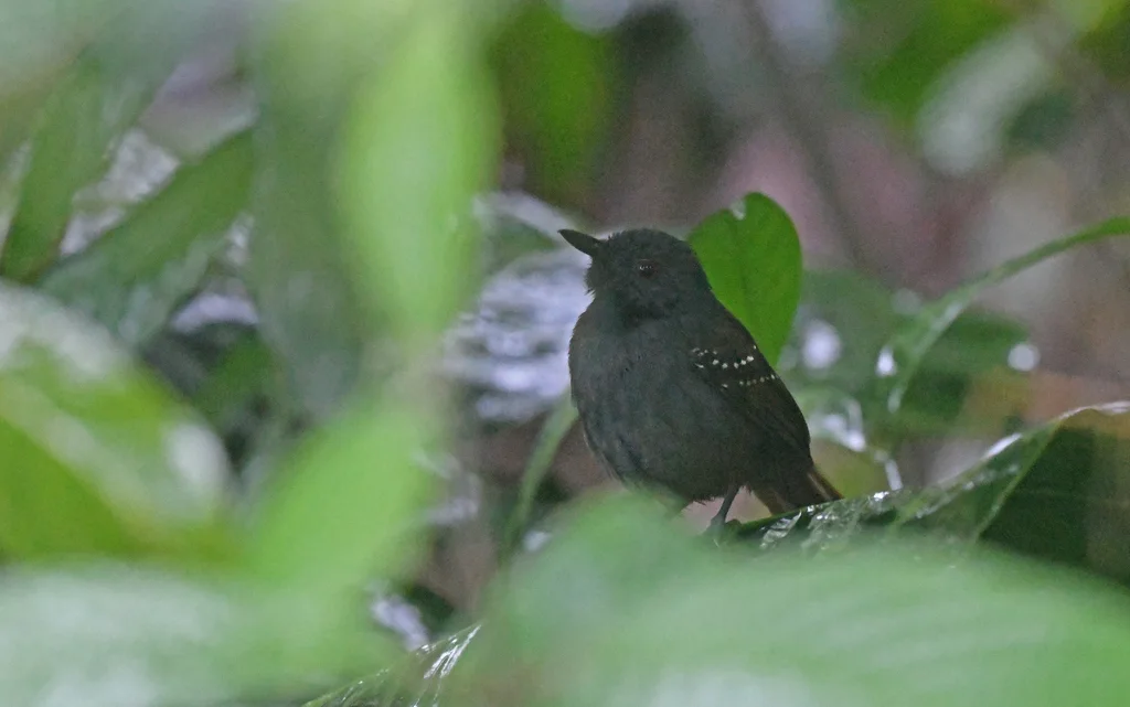 褐背蚁鸟（Sipia palliata）