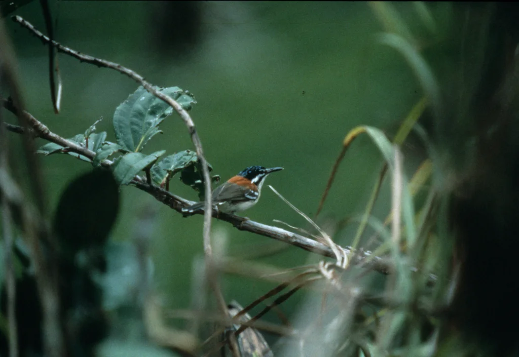 华氏鹩莺(Sipodotus wallacii)