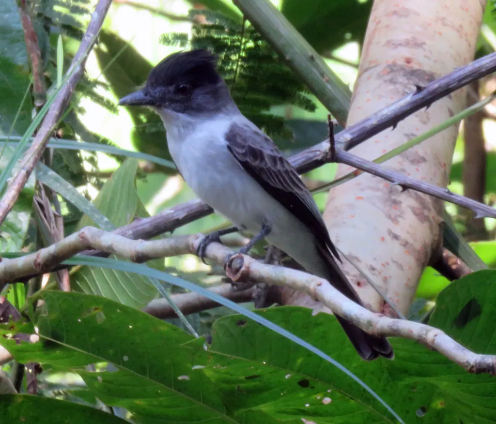 白腰西利霸鹟(Sirystes albocinereus)