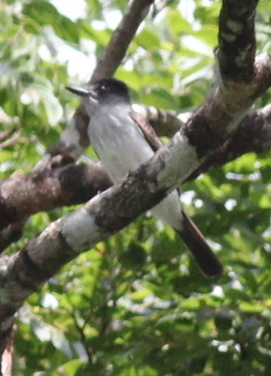 托氏西利霸鹟(Sirystes subcanescens)