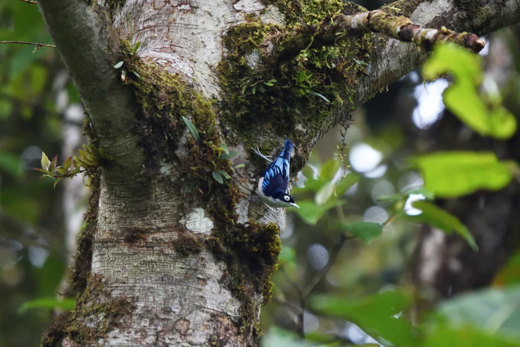 蓝䴓(Sitta azurea)