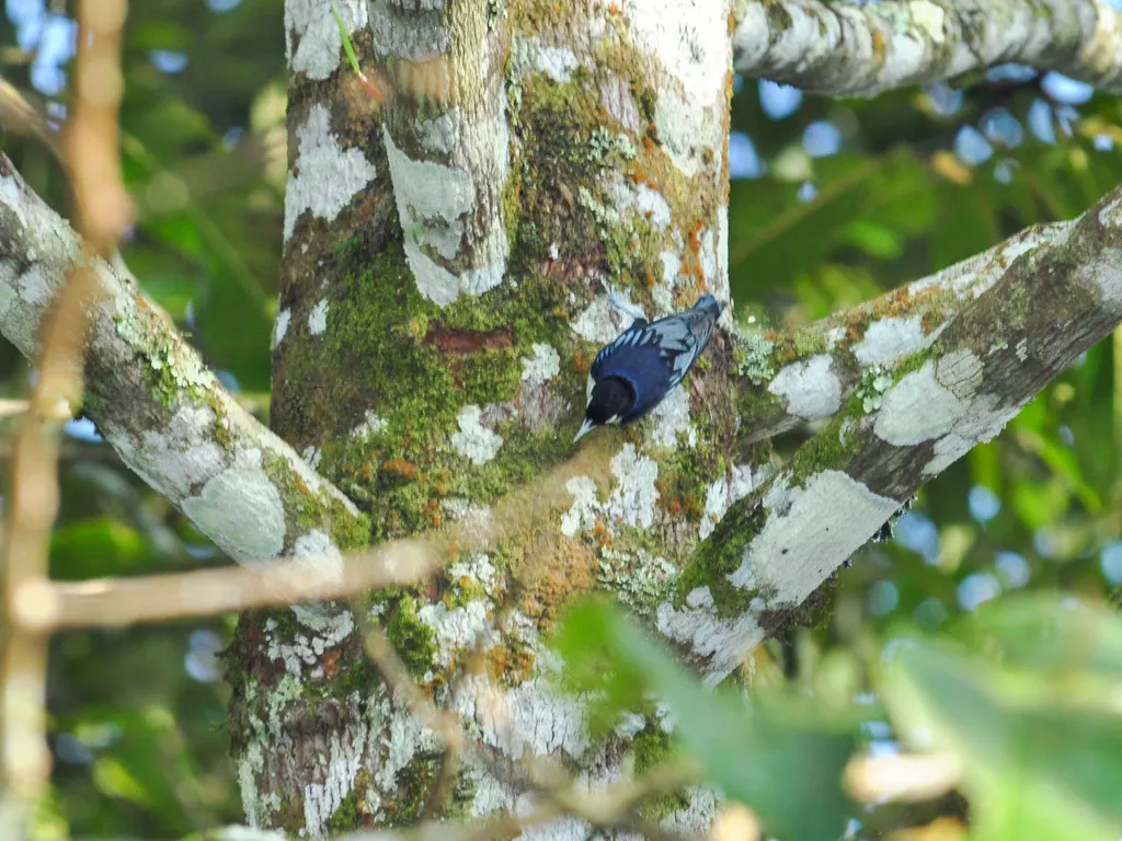 蓝䴓(Sitta azurea)