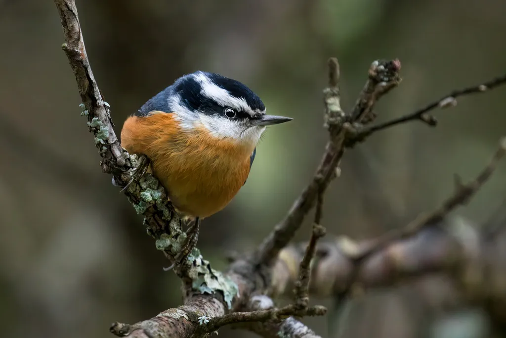 红胸䴓(Sitta canadensis)