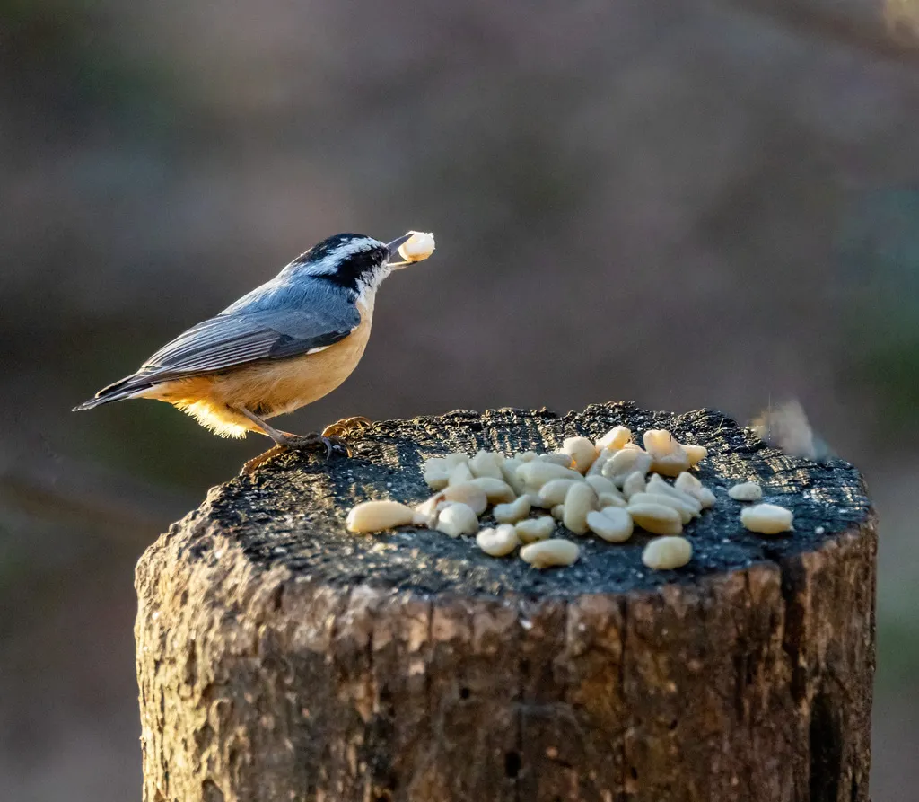 红胸䴓(Sitta canadensis)
