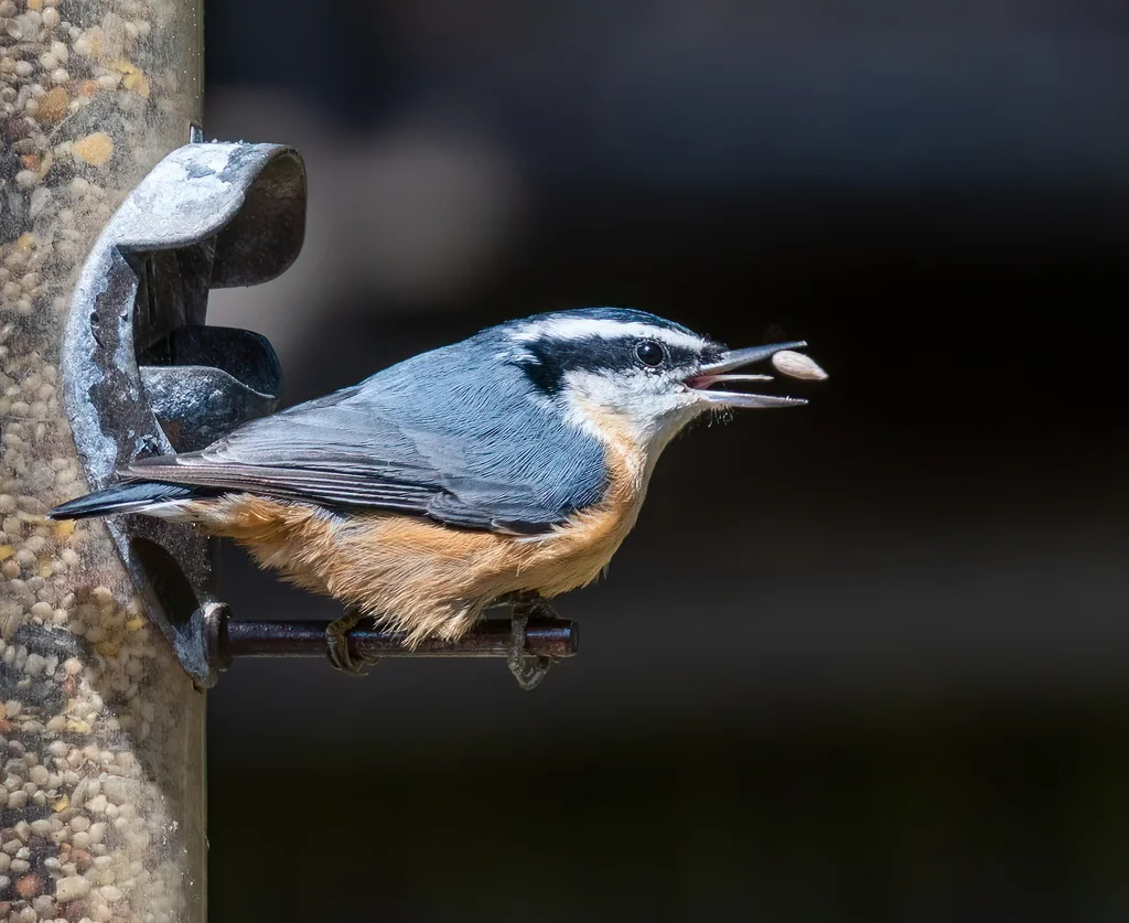 红胸䴓(Sitta canadensis)