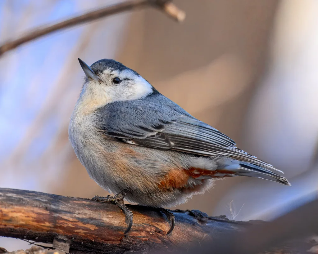 白胸䴓(Sitta carolinensis)