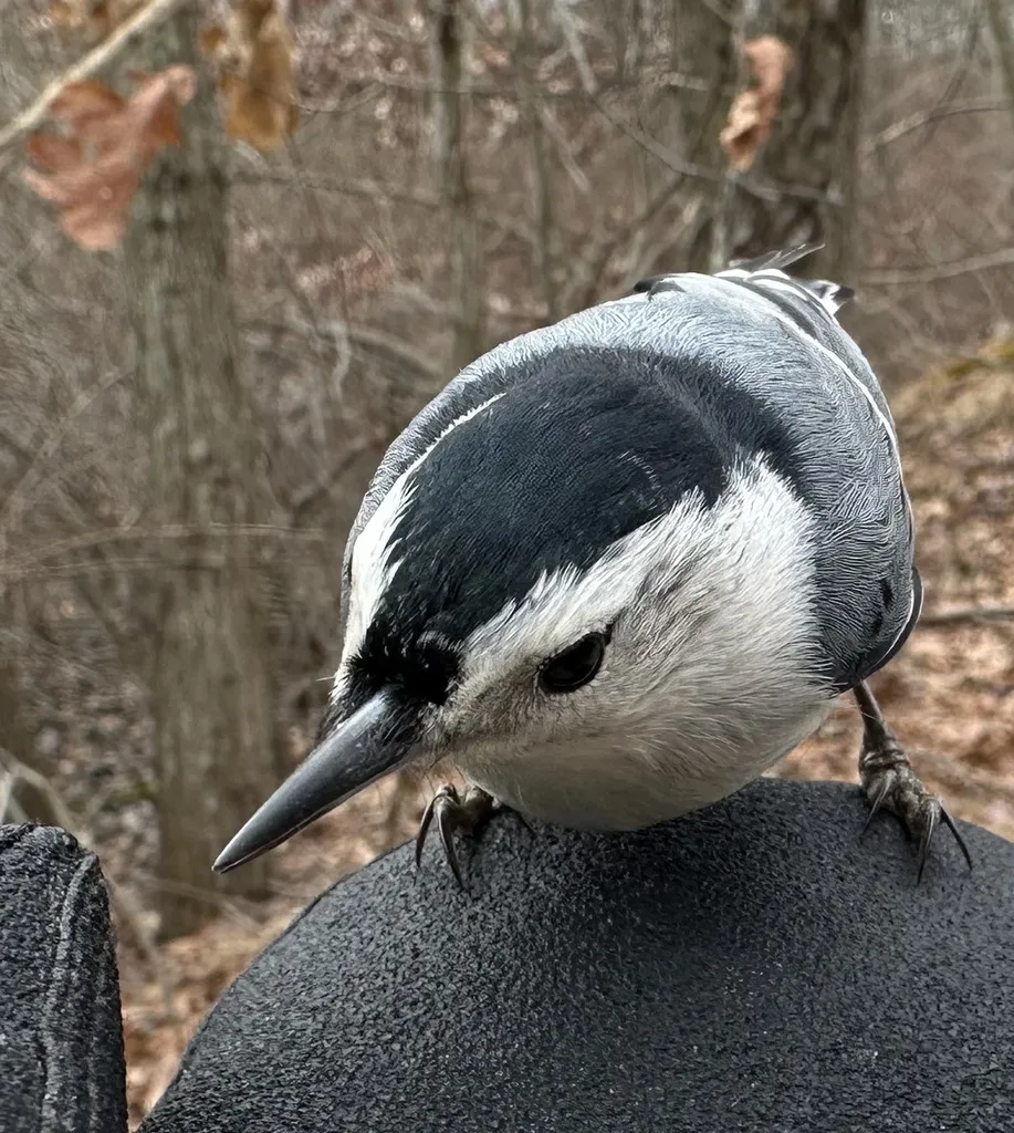 白胸䴓(Sitta carolinensis)