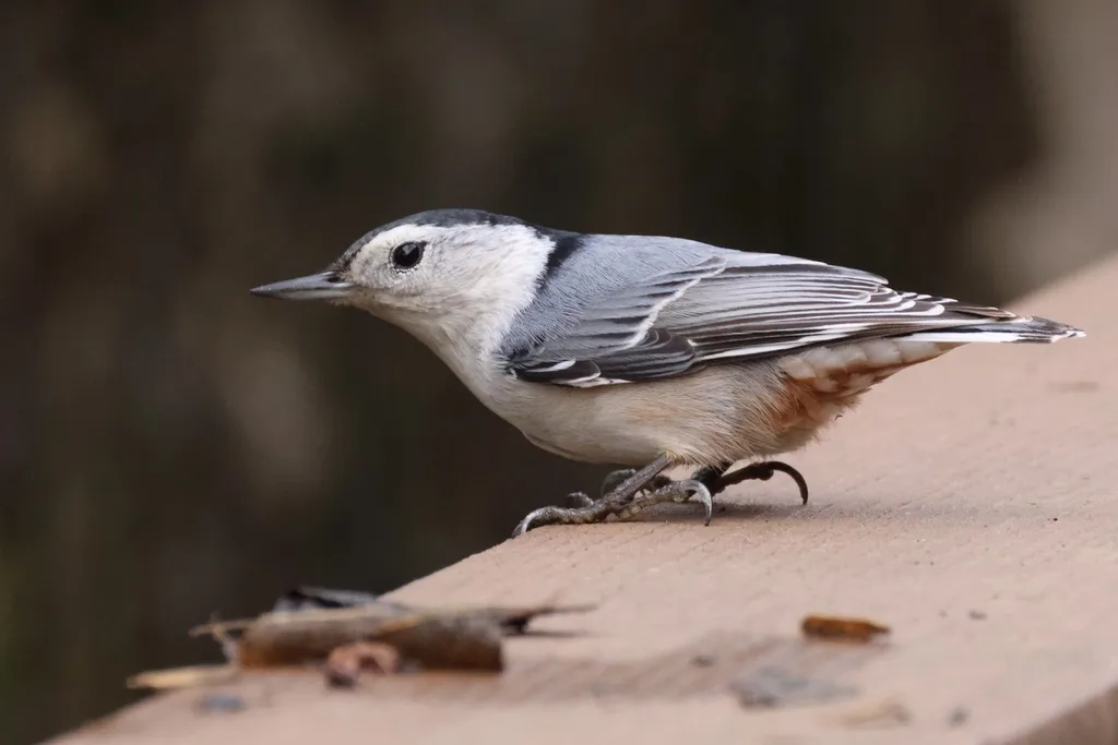 白胸䴓(Sitta carolinensis)