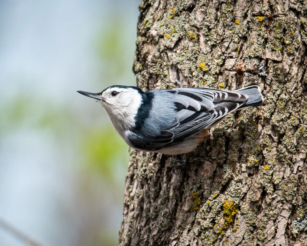 白胸䴓(Sitta carolinensis)