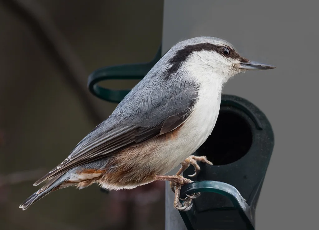 普通䴓(Sitta europaea)