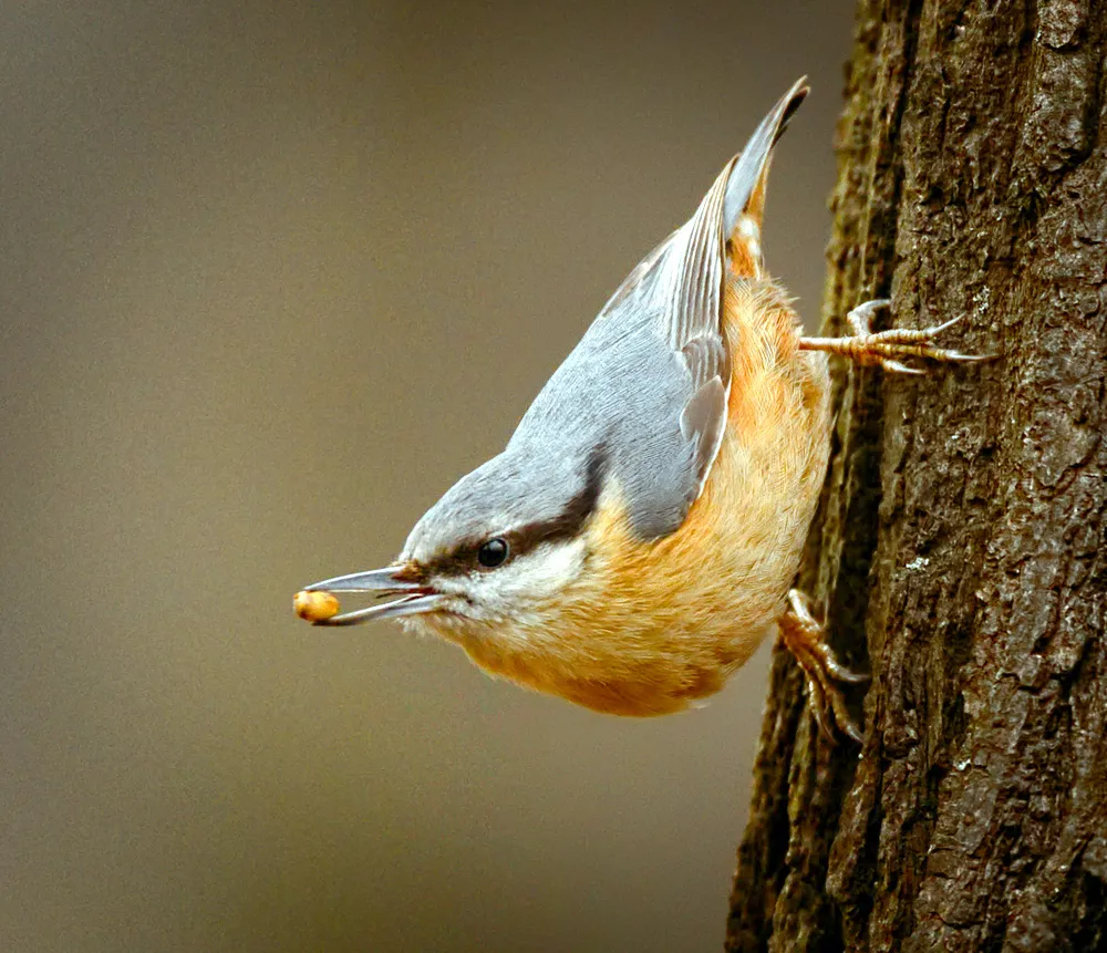 普通䴓(Sitta europaea)