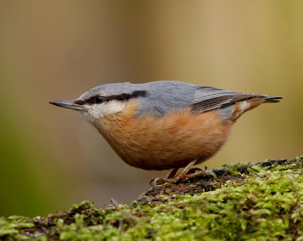 普通䴓(Sitta europaea)