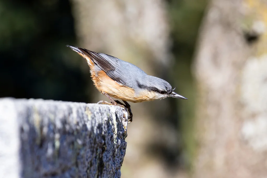 普通䴓(Sitta europaea)