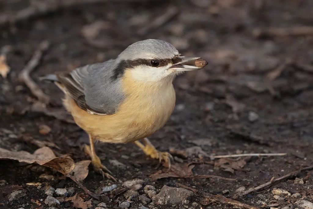 普通䴓(Sitta europaea)