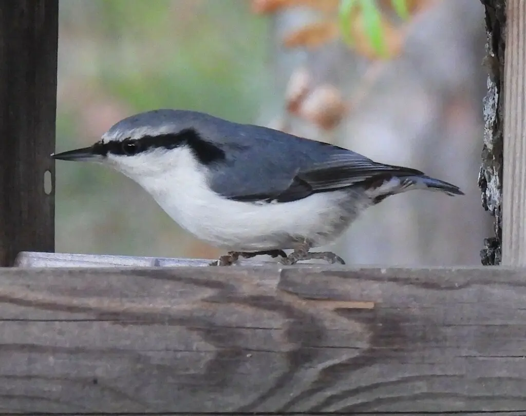 普通䴓(Sitta europaea)