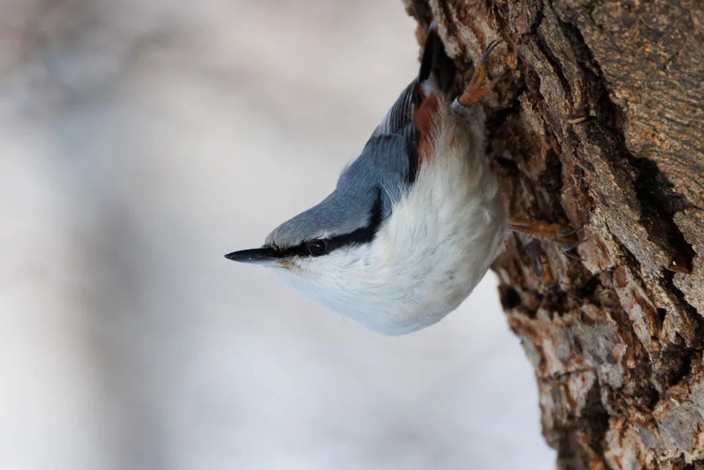 普通䴓(Sitta europaea)