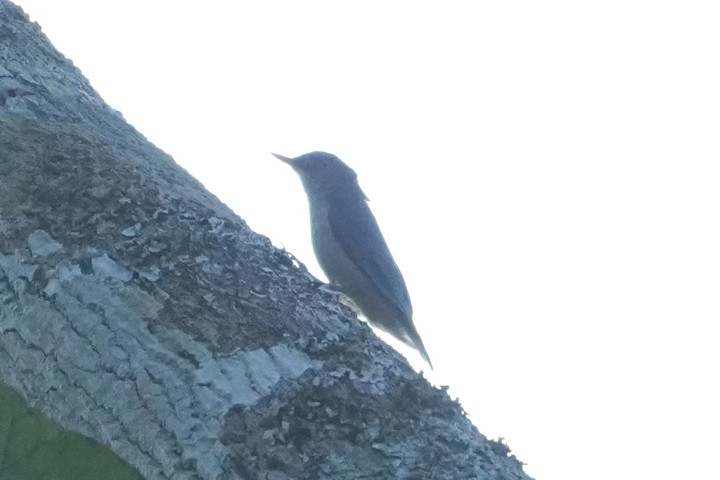 绒额䴓(Sitta frontalis)