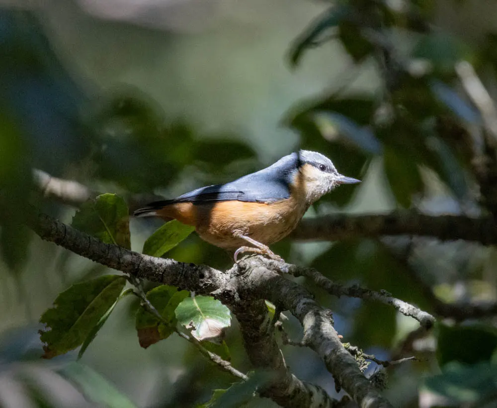 白尾䴓(Sitta himalayensis)