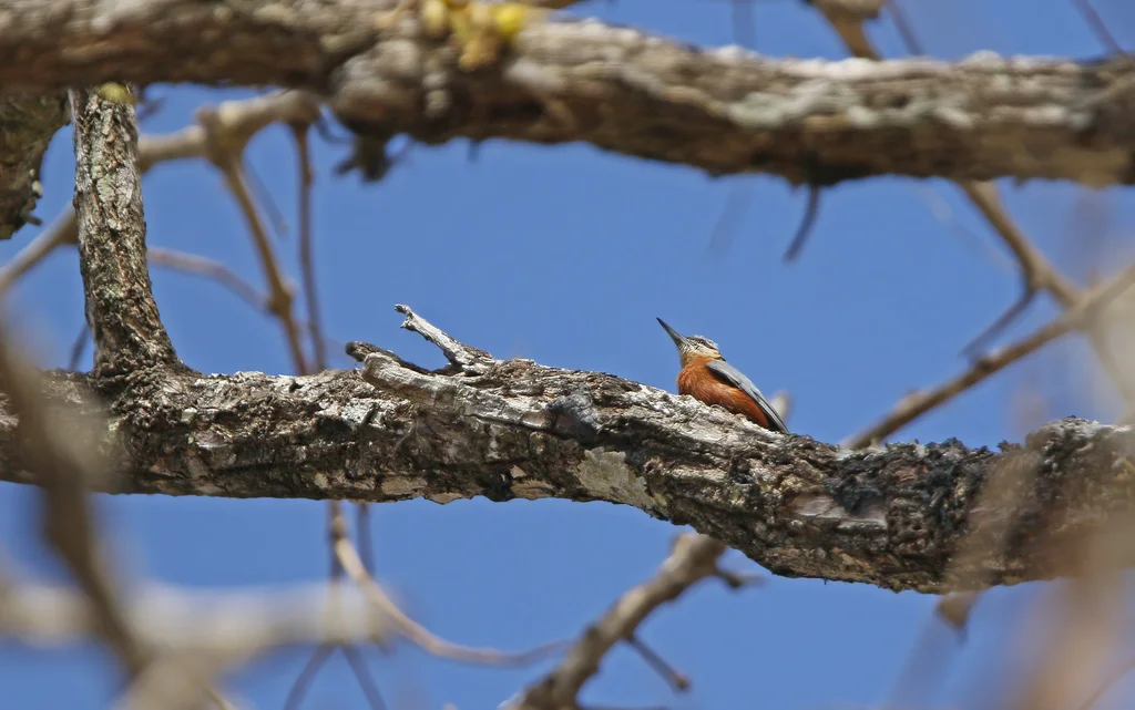 缅甸䴓(Sitta neglecta)