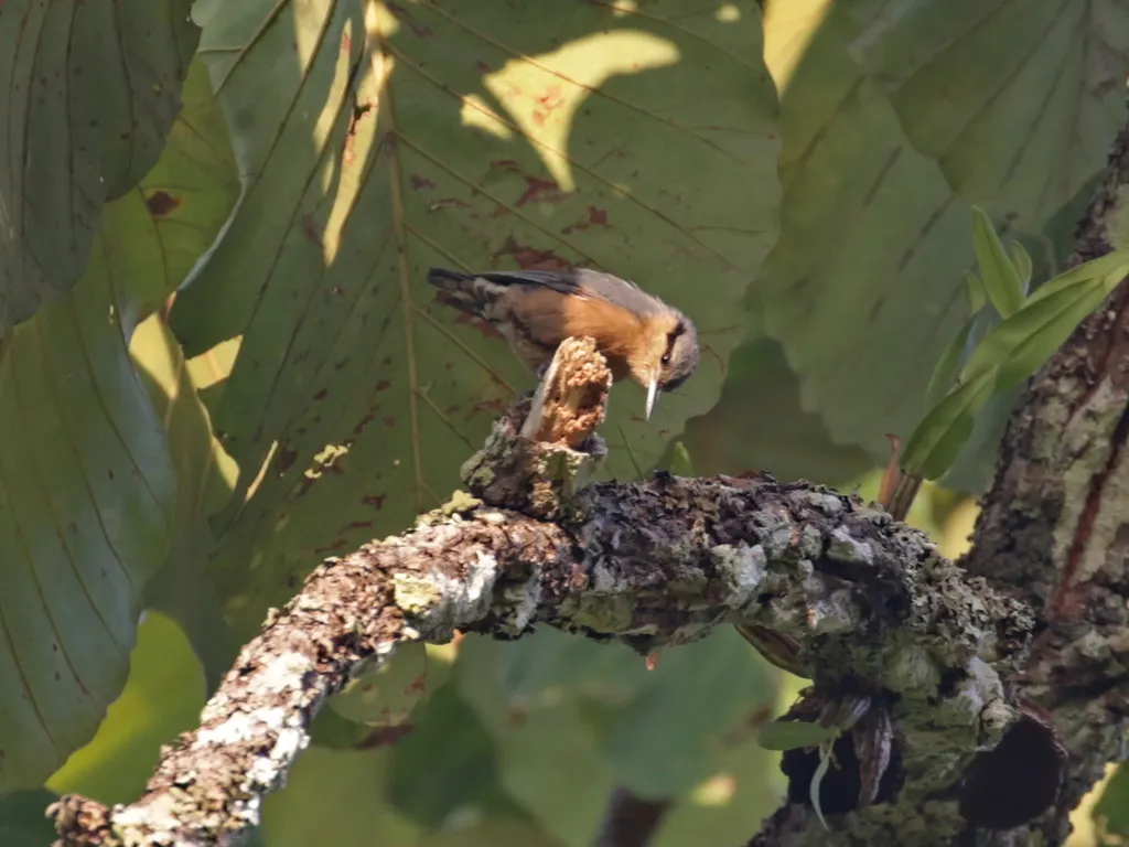 缅甸䴓(Sitta neglecta)