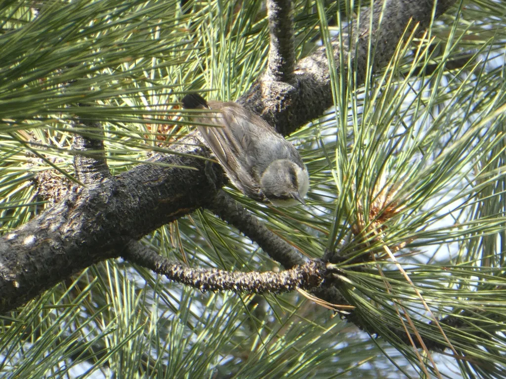 小䴓(Sitta pygmaea)