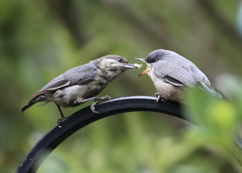 小䴓(Sitta pygmaea)