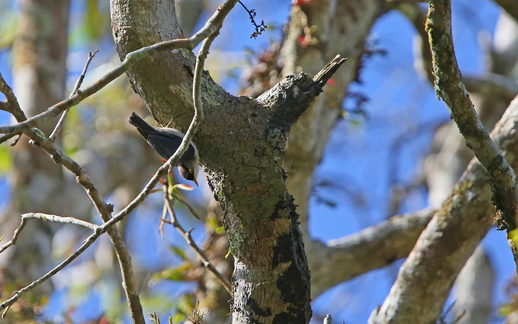淡紫䴓(Sitta solangiae)