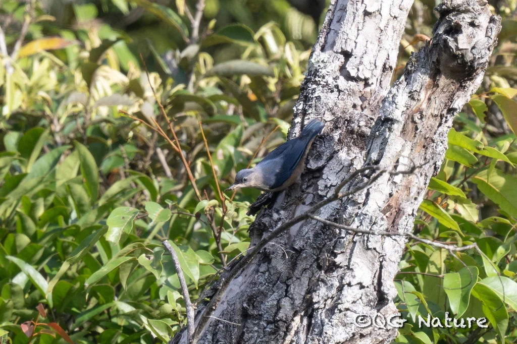 淡紫䴓(Sitta solangiae)