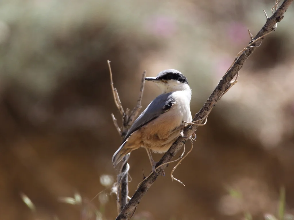 东岩䴓（Sitta tephronota）
