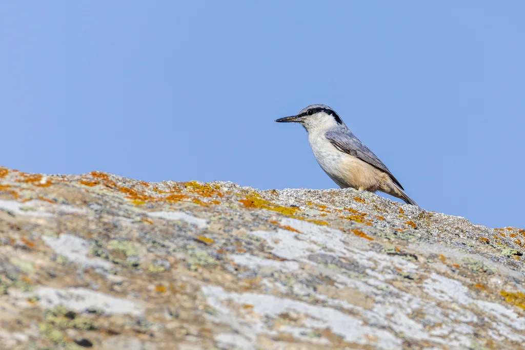 东岩䴓（Sitta tephronota）