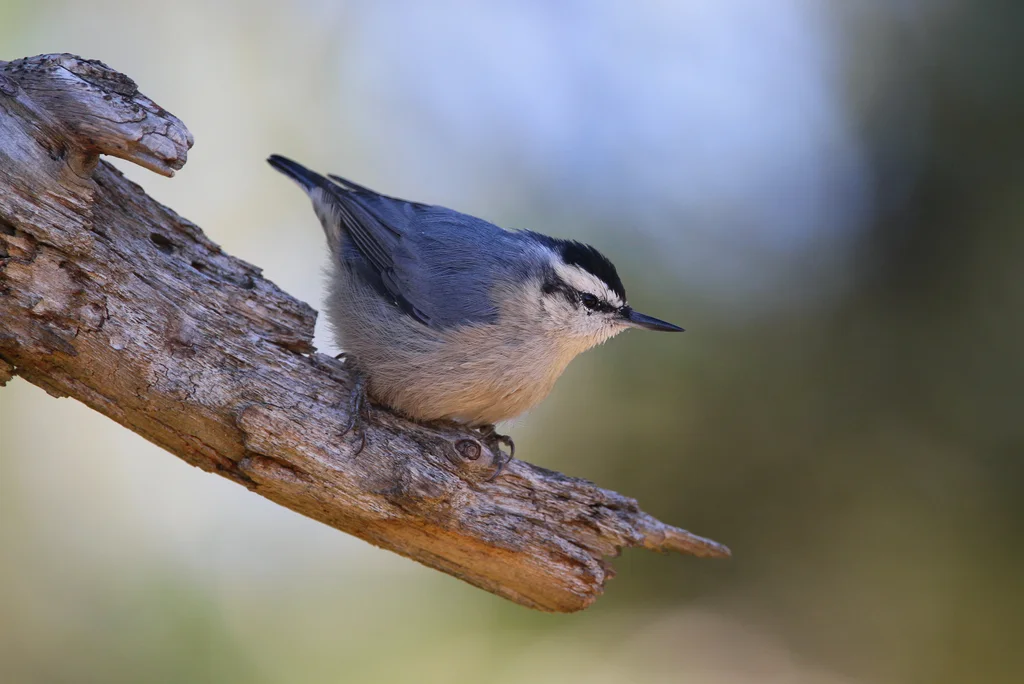 科西嘉䴓(Sitta whiteheadi)