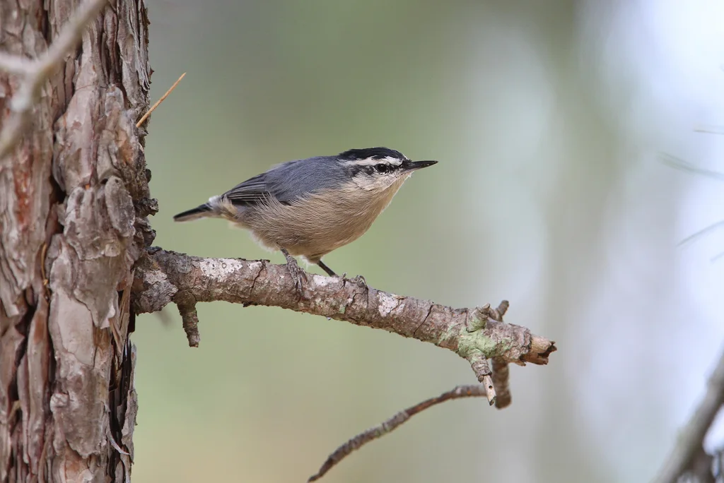 科西嘉䴓(Sitta whiteheadi)