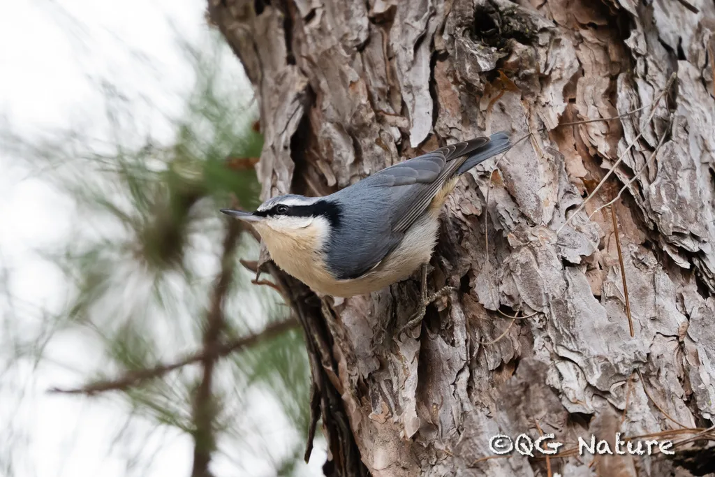 滇䴓（Sitta yunnanensis）
