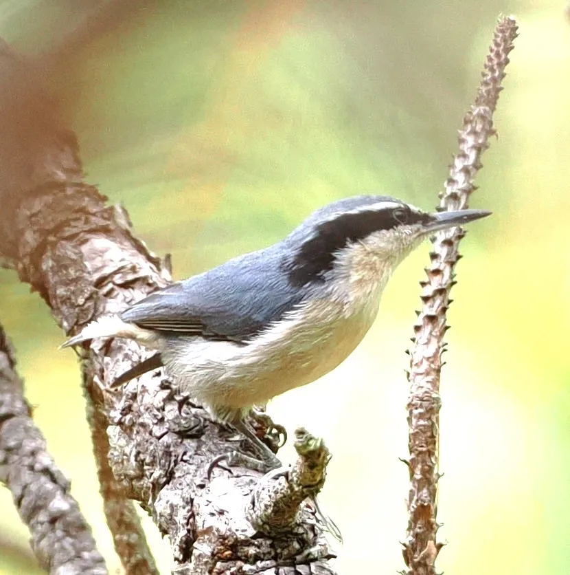 滇䴓（Sitta yunnanensis）