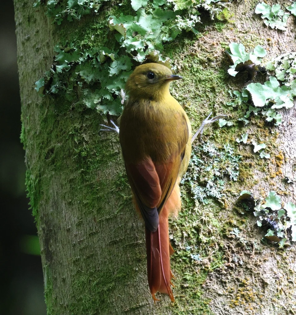 绿䴕雀(Sittasomus griseicapillus)