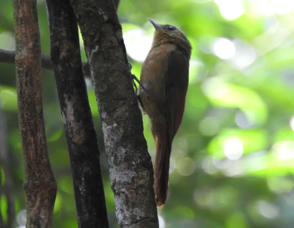 绿䴕雀(Sittasomus griseicapillus)