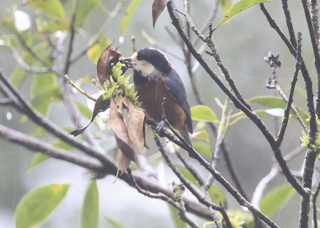 台湾杂色山雀(Sittiparus castaneoventris)