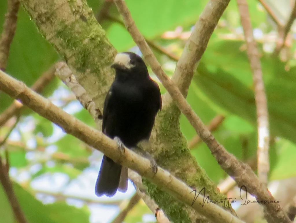 白额山雀(Sittiparus semilarvatus)
