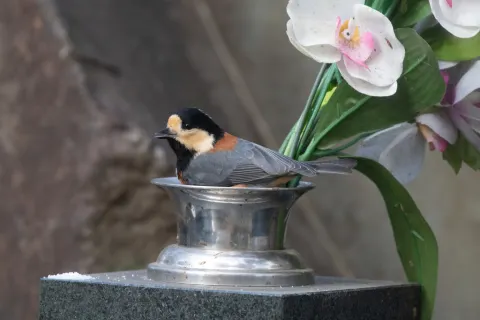 杂色山雀
