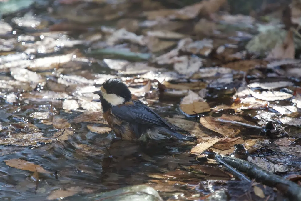 杂色山雀（Sittiparus varius）
