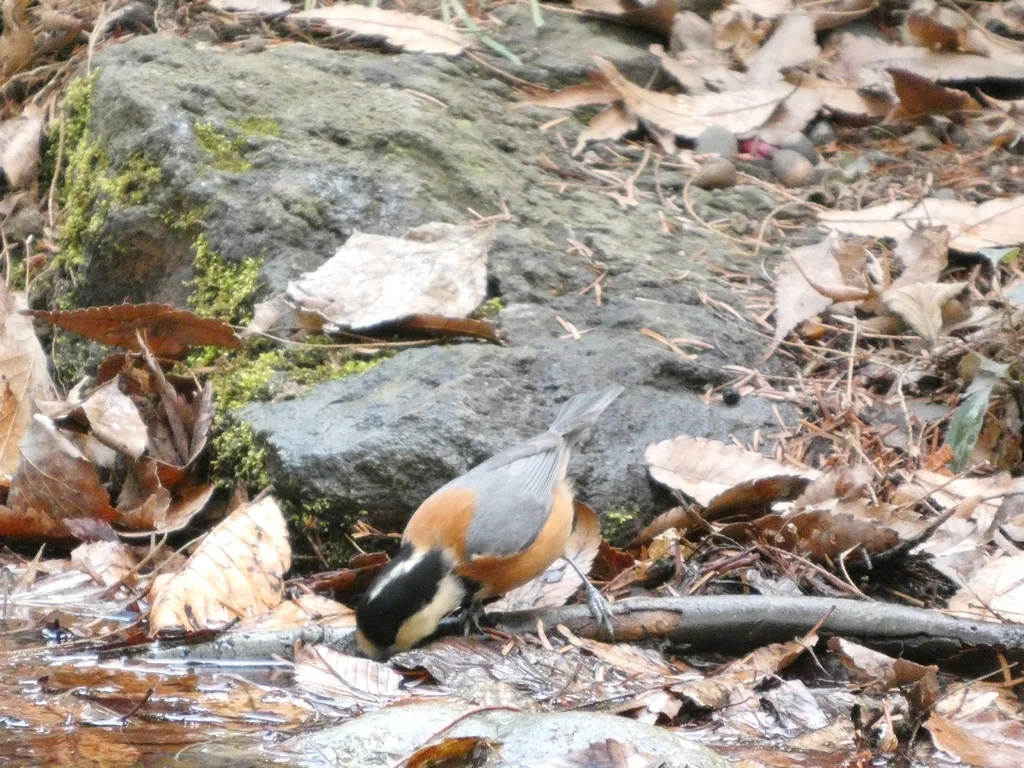 杂色山雀（Sittiparus varius）