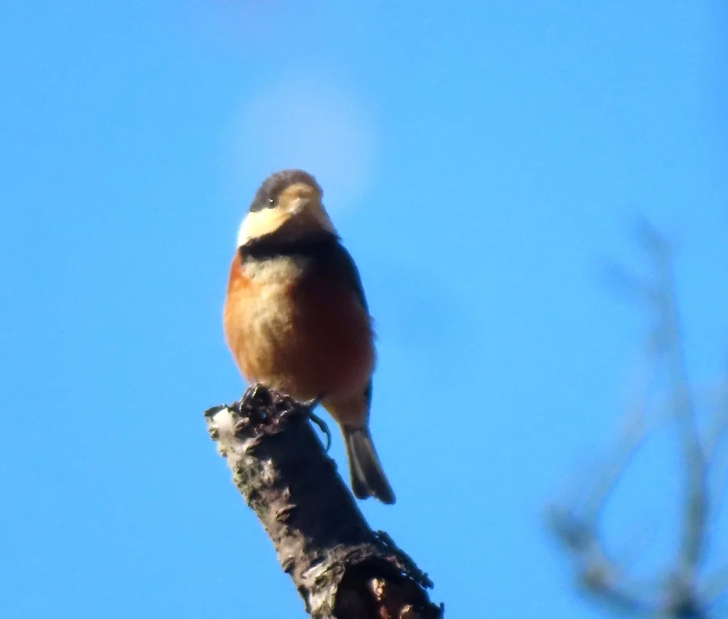 杂色山雀（Sittiparus varius）