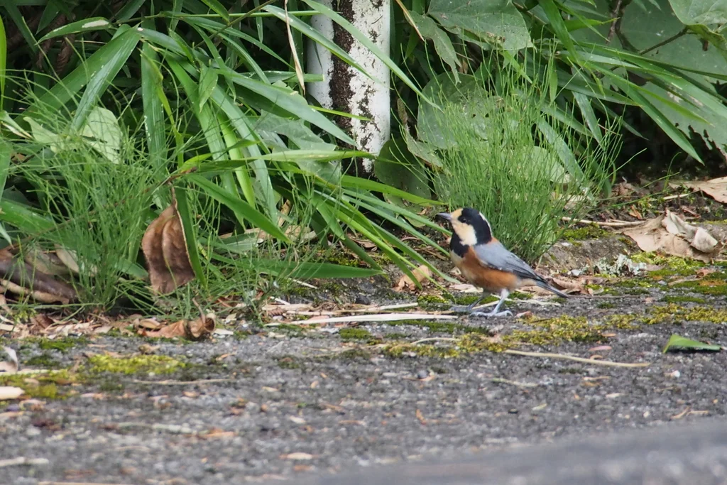 杂色山雀（Sittiparus varius）