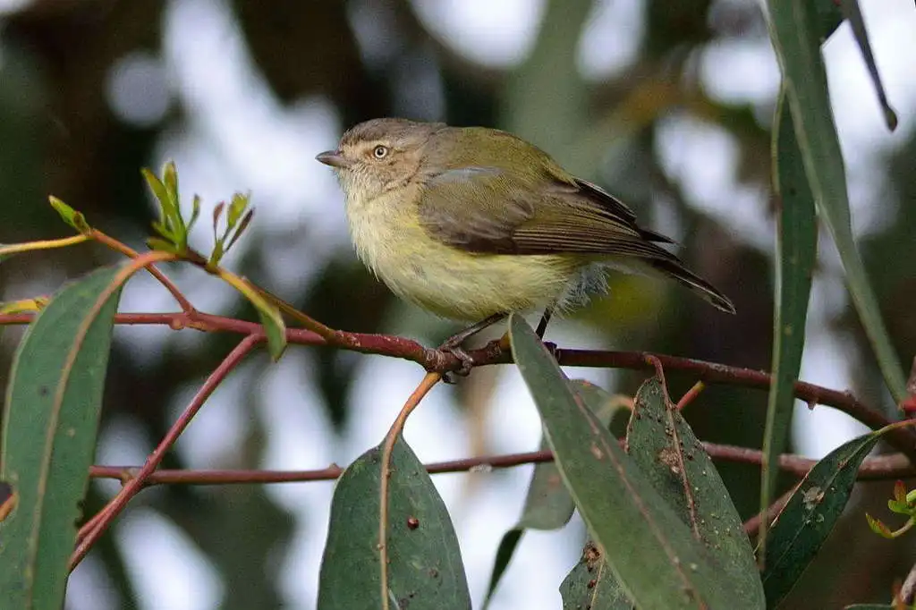 褐阔嘴莺（Smicrornis brevirostris）