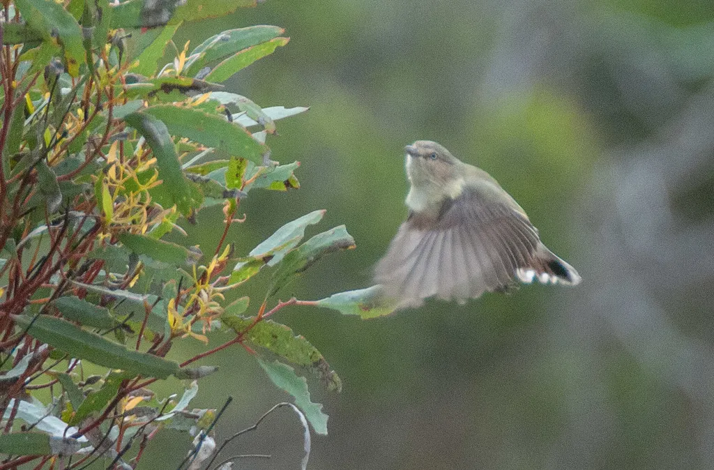 褐阔嘴莺（Smicrornis brevirostris）